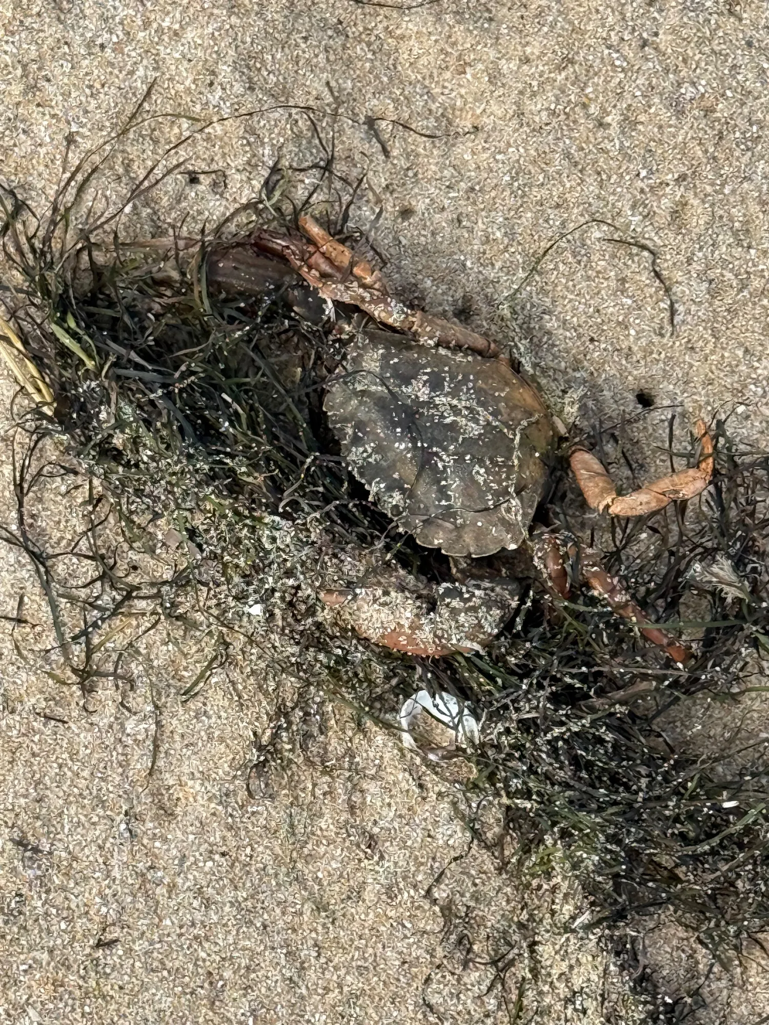 Andere Krabbe… tot.